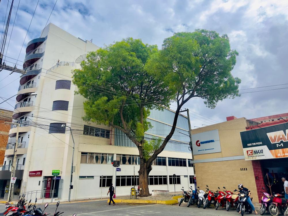 Prefeitura de Patos realiza retirada de craibeira centenária no Centro com foco na segurança e anuncia compensação ambiental