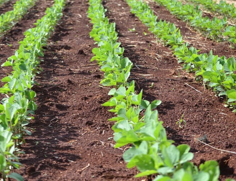 Prefeitura de Areia de Baraúnas inicia entrega dos boletos do Garantia-Safra 2025/2026